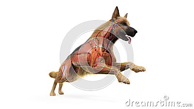 A dogs muscles Cartoon Illustration