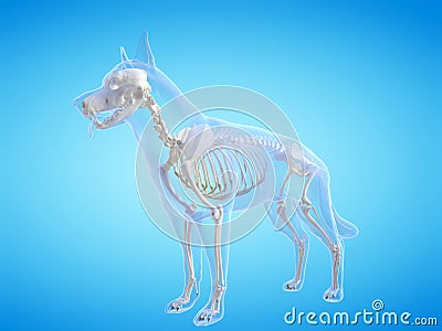 the dogs skeletal system Cartoon Illustration