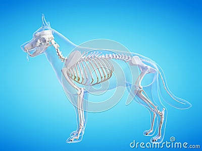 the dogs skeletal system Cartoon Illustration