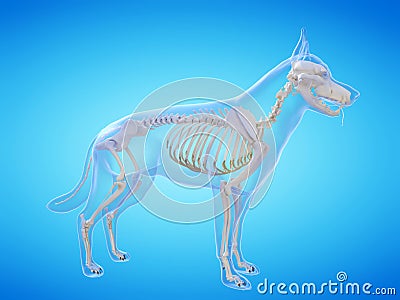 the dogs skeletal system Cartoon Illustration