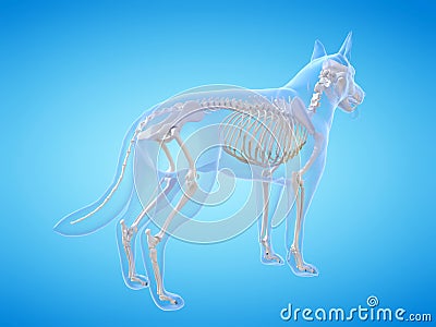 the dogs skeletal system Cartoon Illustration