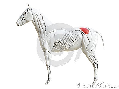 the equine muscle anatomy - gluteus medius Cartoon Illustration