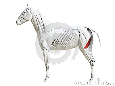 the equine muscle anatomy - gracilis Cartoon Illustration