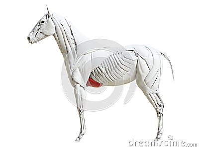 The equine muscle anatomy - pectoralis ascendens Cartoon Illustration