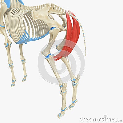 Semimembranosus Cartoon Illustration