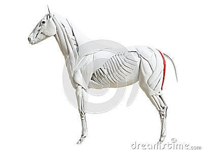 The equine muscle anatomy - semitendinosus Cartoon Illustration