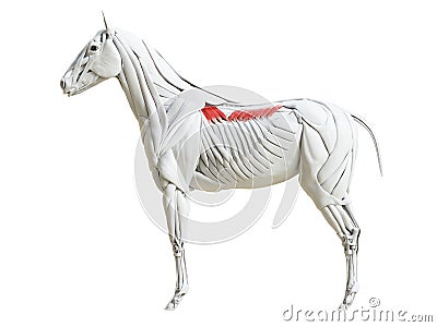 the equine muscle anatomy - serratus dorsalis Cartoon Illustration