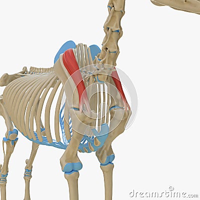 Supraspinatus Cartoon Illustration