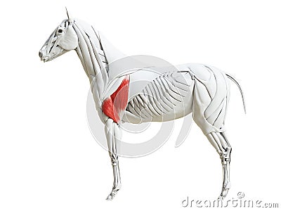 The equine muscle anatomy - triceps brachii Cartoon Illustration