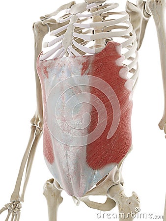 the external oblique abdominal muscle Cartoon Illustration