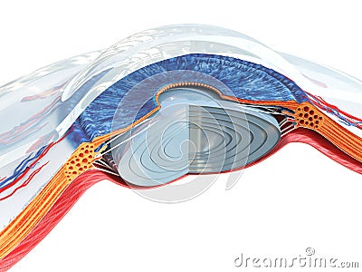 The eye anatomy Cartoon Illustration