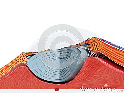 The eye anatomy Cartoon Illustration