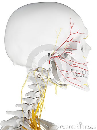 The facial nerve Cartoon Illustration