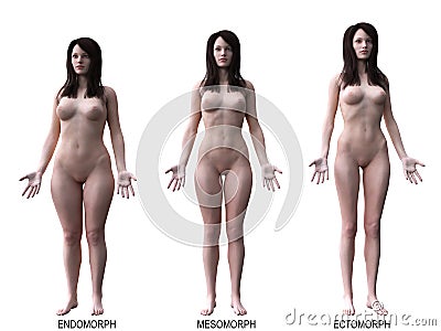 The female body types Cartoon Illustration