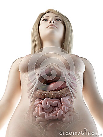 A females abdominal organs Cartoon Illustration