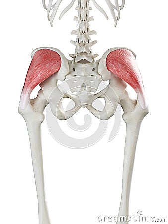 A females gluteus medius Cartoon Illustration