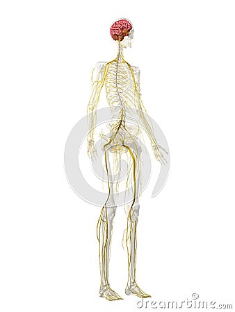 A females nervous system Cartoon Illustration