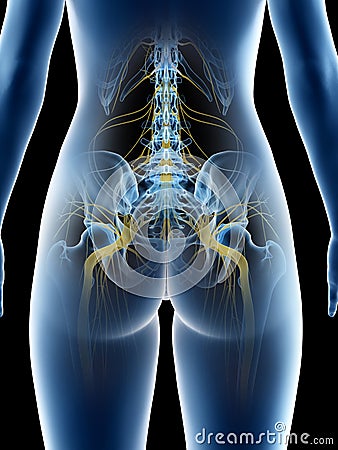 A females sciatic nerve Cartoon Illustration