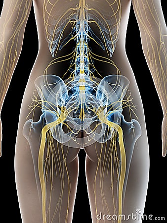 A females sciatic nerve Cartoon Illustration