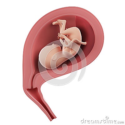 A fetus inside of an uterus - week 17 Cartoon Illustration