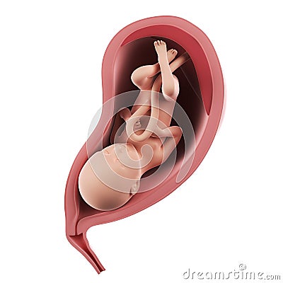 A fetus inside of an uterus - week 30 Cartoon Illustration