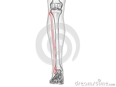 The fibula bone Cartoon Illustration