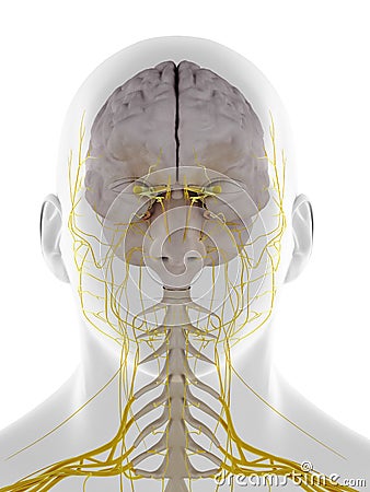 the frontal view of the dura mater Cartoon Illustration