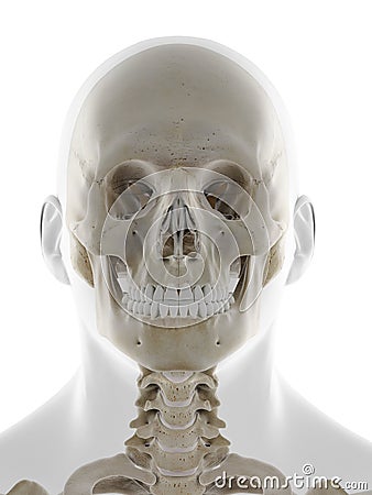 The frontal view of the skull Cartoon Illustration