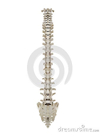 A healthy human spine Cartoon Illustration