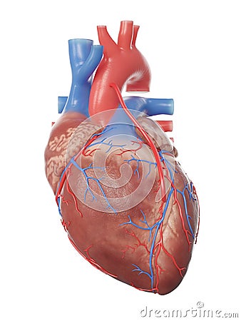 A heart with a bypass Cartoon Illustration