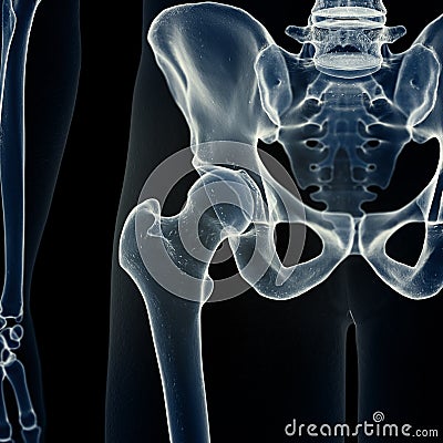 the hip joint Cartoon Illustration