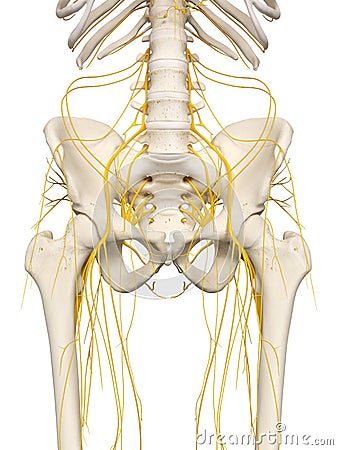 The hip nerves Cartoon Illustration