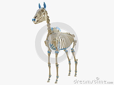 The horse skeleton Cartoon Illustration