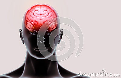 medically accurate illustration of the human brain Cartoon Illustration