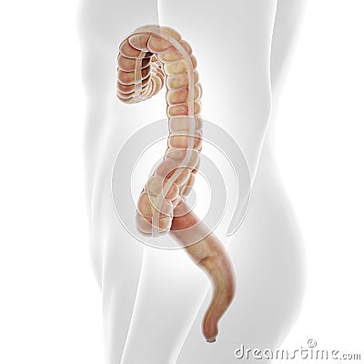 The human colon Cartoon Illustration