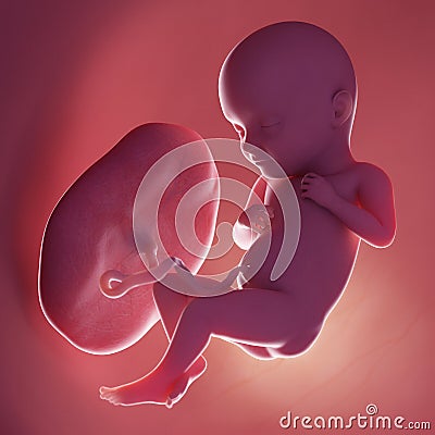 A human fetus - week 32 Cartoon Illustration