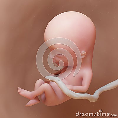 A human fetus - week 13 Cartoon Illustration