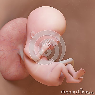 A human fetus - week 12 Cartoon Illustration