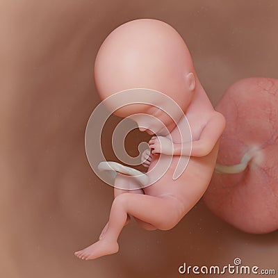 A human fetus - week 15 Cartoon Illustration