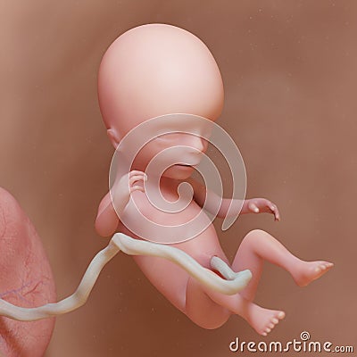 A human fetus - week 14 Cartoon Illustration