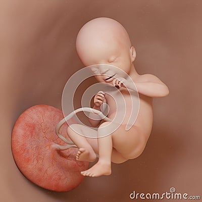 a human fetus - week 21 Cartoon Illustration