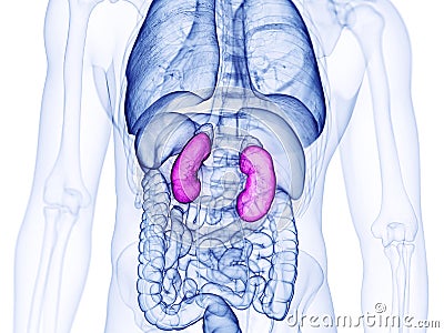 The human kidneys Cartoon Illustration