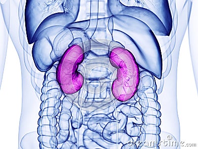 The human kidneys Cartoon Illustration