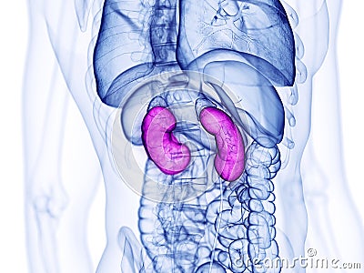 The human kidneys Cartoon Illustration