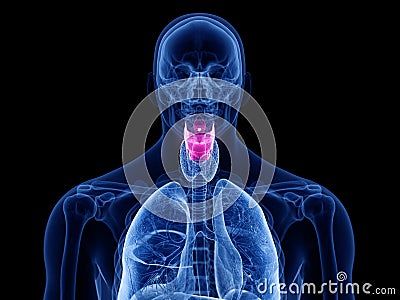 The human larynx Cartoon Illustration