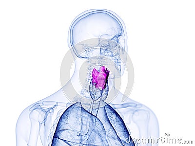 The human larynx Cartoon Illustration