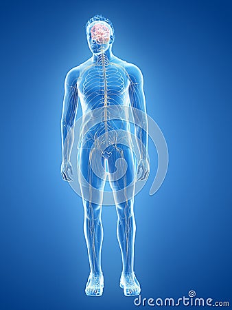 The human nervous system Cartoon Illustration