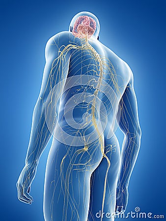 The human nervous system Cartoon Illustration