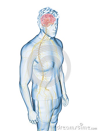 The human nervous system Cartoon Illustration