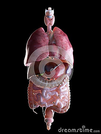 The human organs Cartoon Illustration
